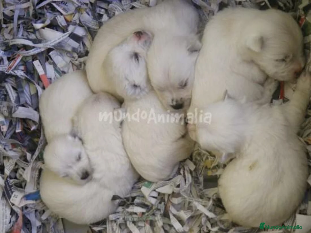 Imagen de galería {{count}}