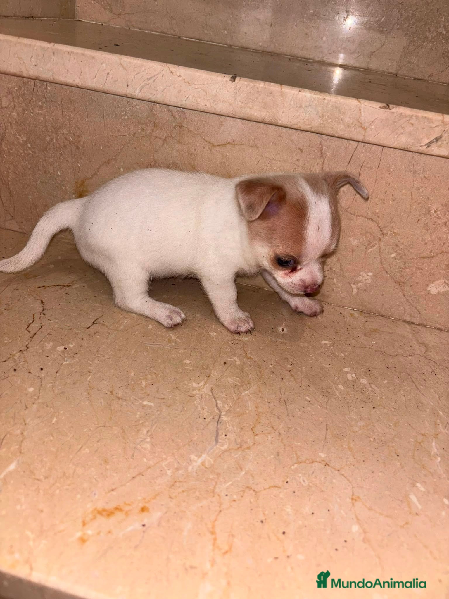 Chihuahua perros Chihuahua toy  - Anuncio 1