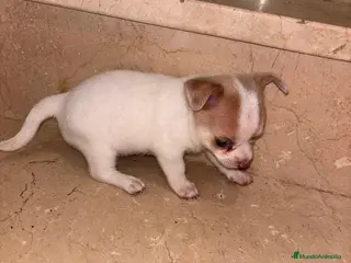 Chihuahua perros Chihuahua toy - Anuncio 2