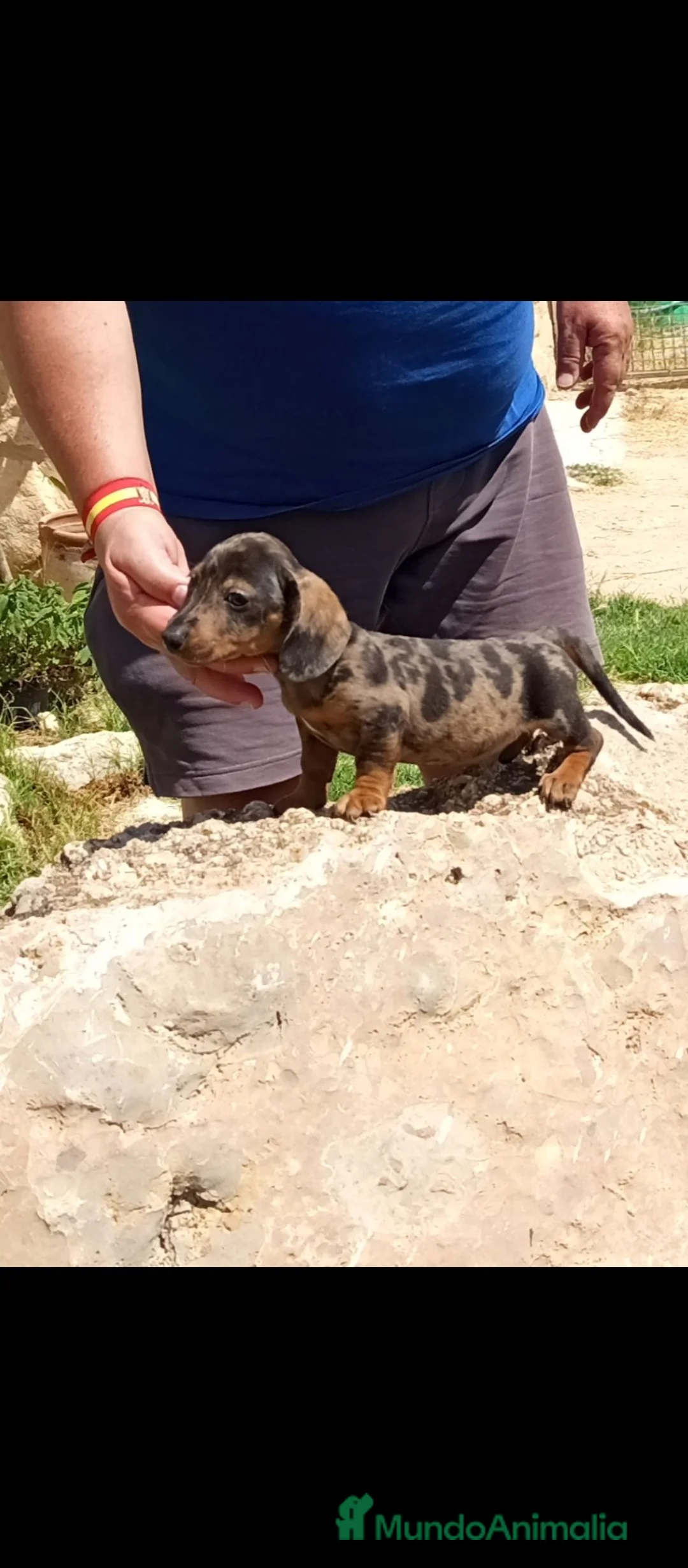 Teckel Miniatura perros en venta: Preciosas teckel miniatura y kaninchen  - Anuncio 2