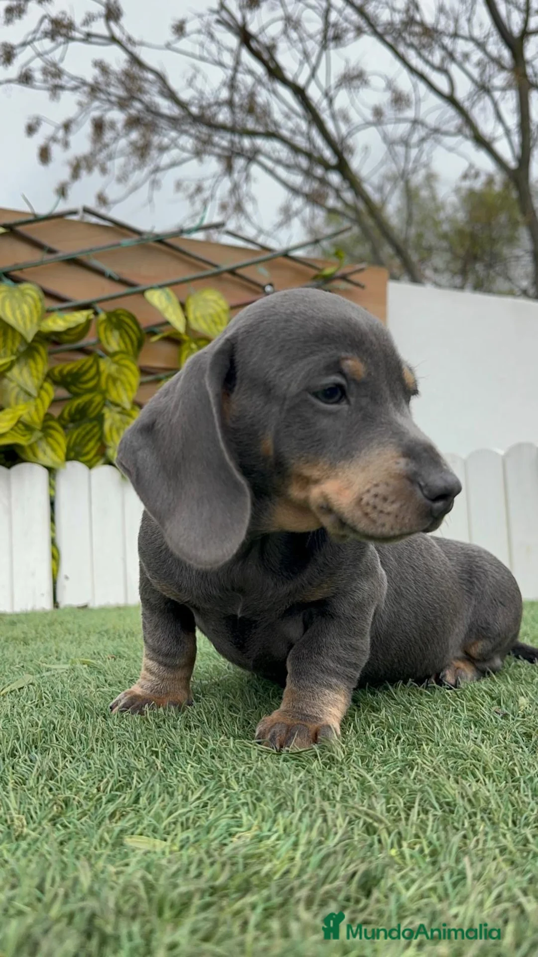 Teckel Miniatura perros en venta: TECKEL MINIATURA BLUE - Anuncio 17