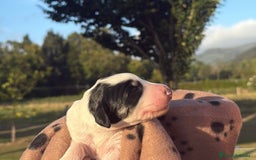 Saluki perros en venta: Camada de Salukis  - Imagen 3