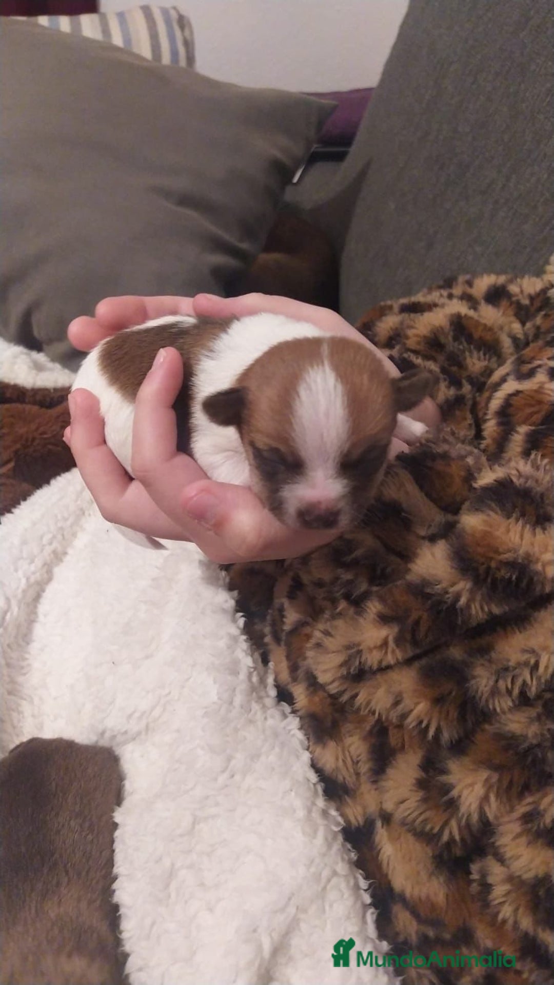 Chihuahua perros en venta: Chihuahua toy - Anuncio 1