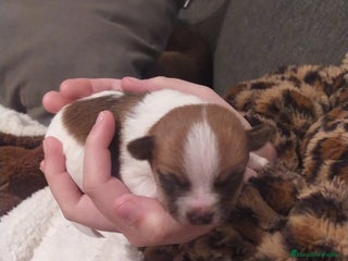 Chihuahua perros Chihuahua toy - Anuncio 1