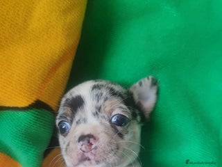 Chihuahua perros - Anuncio 9