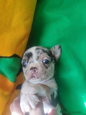 Chihuahua perros - Anuncio 1