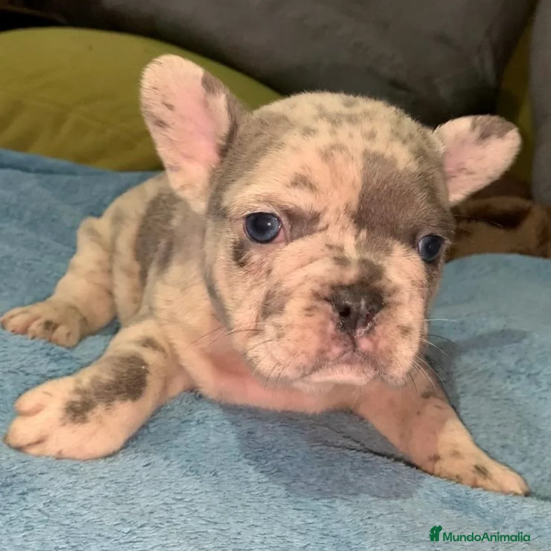Bulldog Francés perros en venta: Bulldog Francés  - Anuncio 1