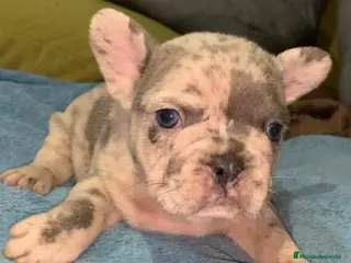 Bulldog Francés perros Bulldog Francés - Anuncio 4