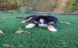 Pastor Australiano perros en venta: PASTOR AUSTRALIANO MINI - Anuncio 9