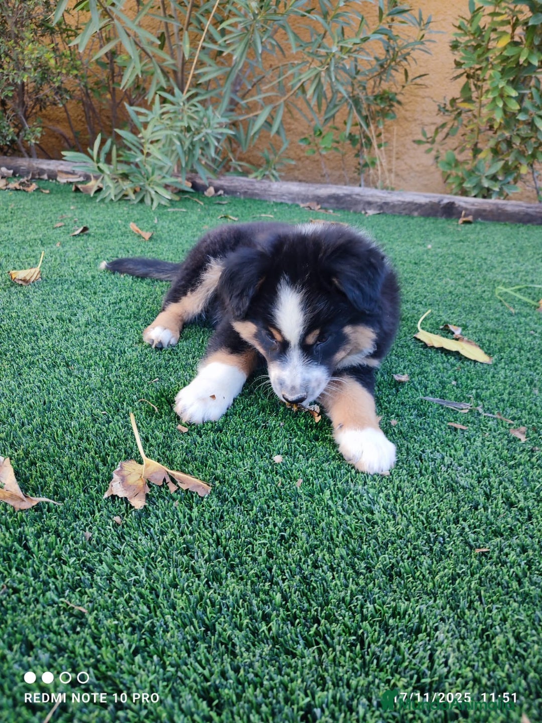 Pastor Australiano perros en venta: PASTOR AUSTRALIANO MINI - Anuncio 9