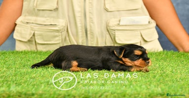 Yorkshire Terrier perros - Propaganda 9