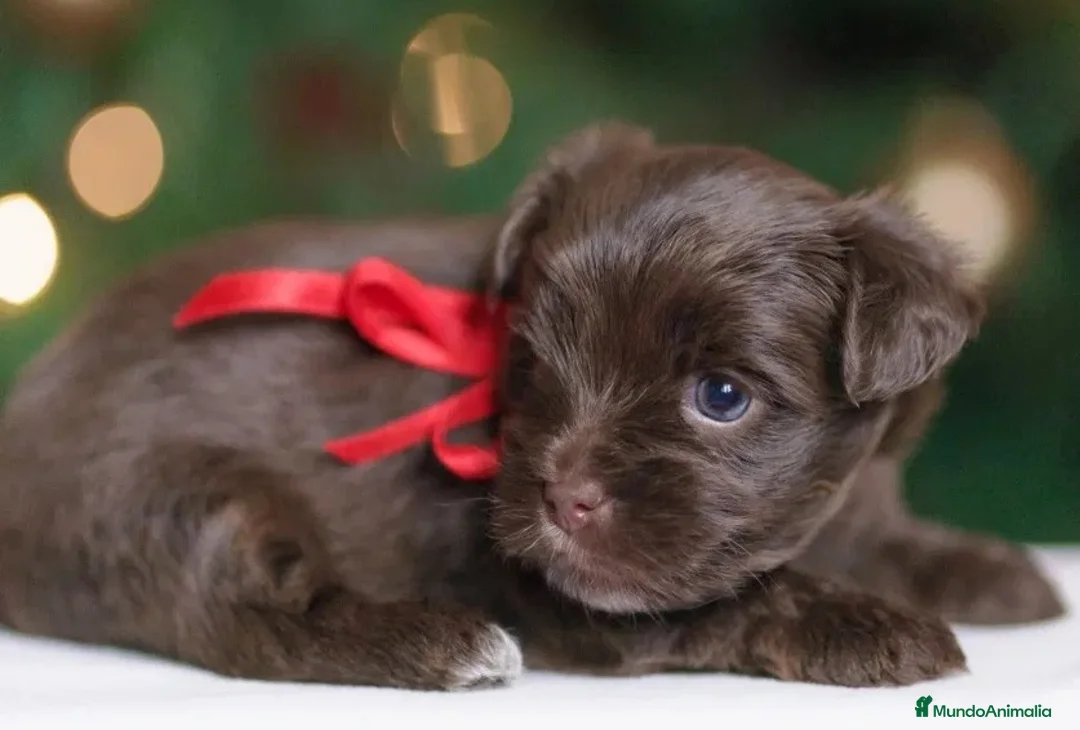 Yorkiepoo perros en venta: Cachorrito macho Yorkiepoo chocolate  - Anuncio 2