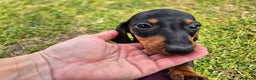 Teckel Miniatura perros en venta: Teckel mini en Cantabria - Anuncio 1