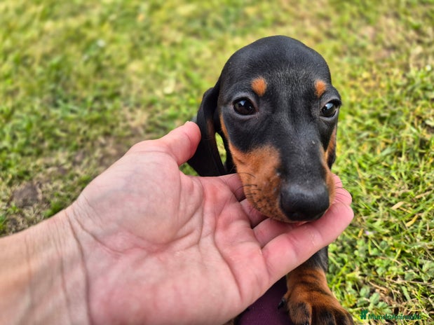 Teckel Miniatura perros en Cantabria - Anuncio 3