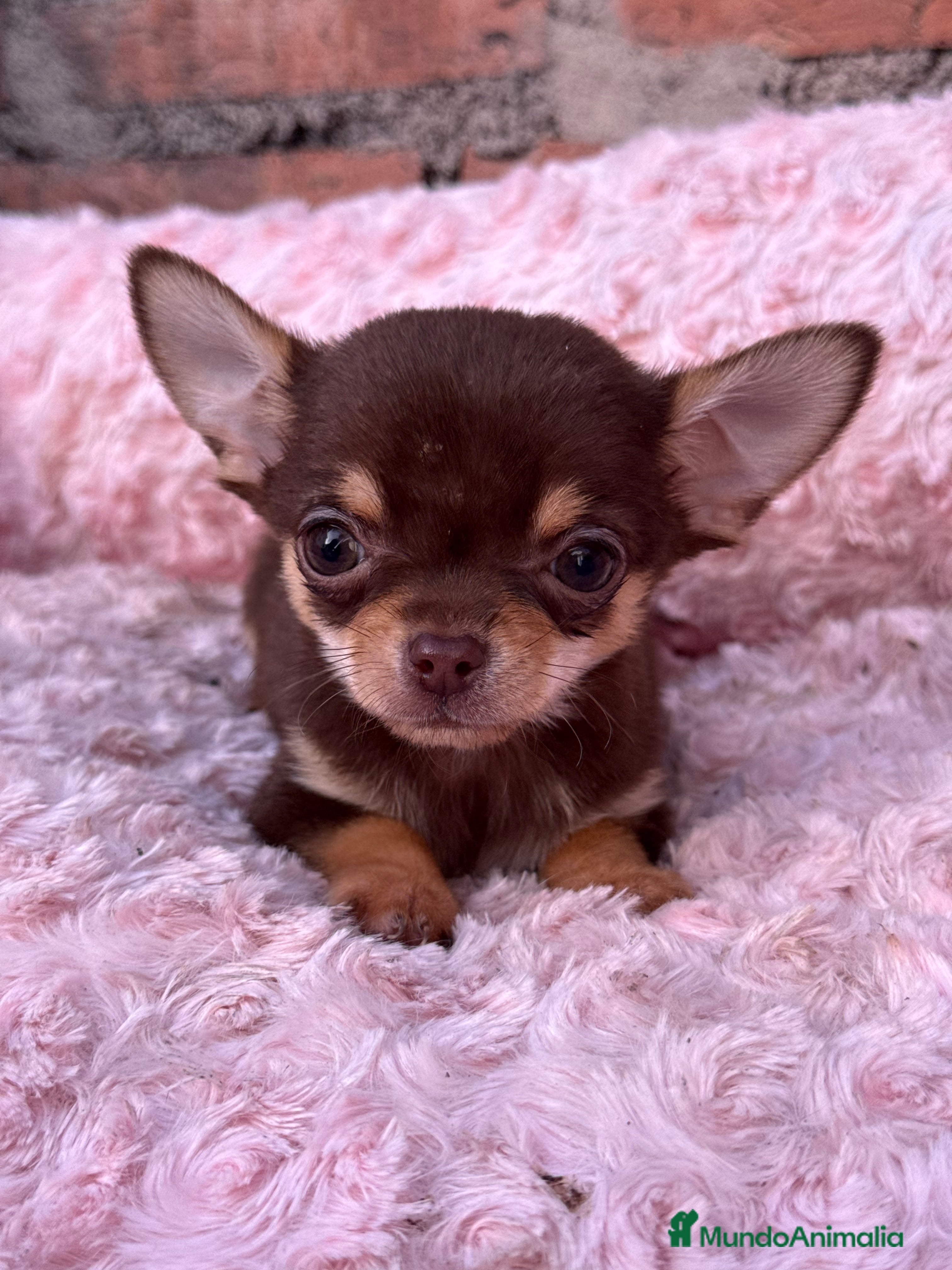 Chihuahua perros Chihuahua cabeza manzana toy macho - Anuncio 33