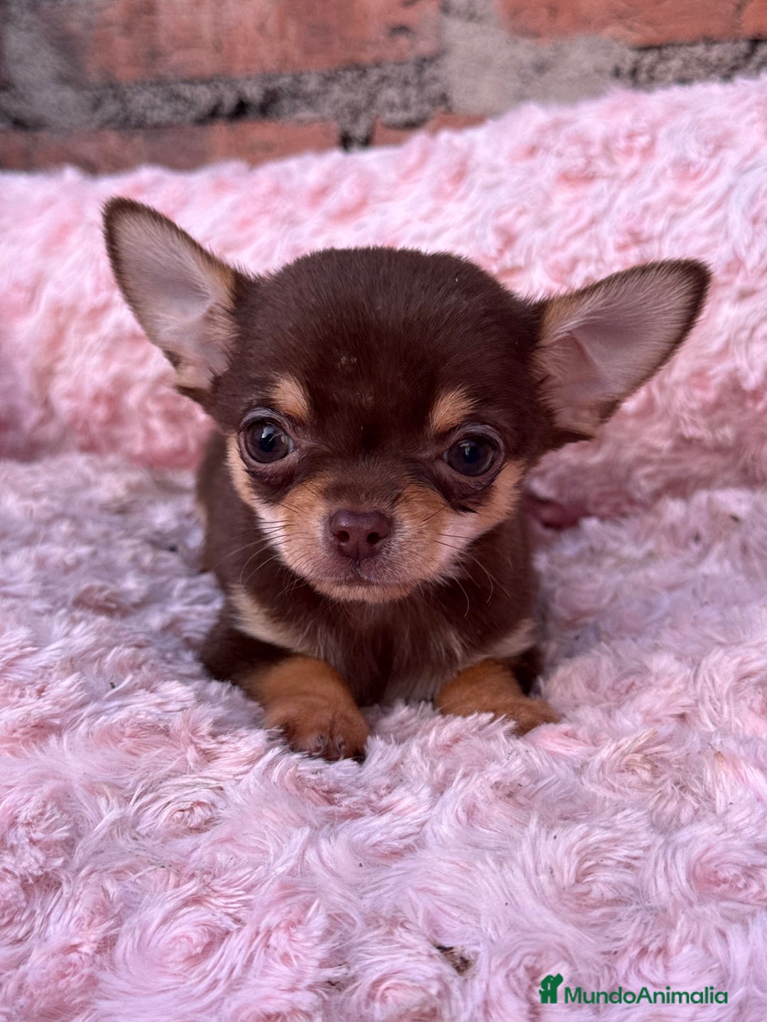 Chihuahua perros en venta: Chihuahua cabeza manzana toy macho - Anuncio 1