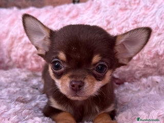 Chihuahua perros Chihuahua cabeza manzana toy macho - Anuncio 1