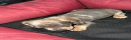 Teckel perros en venta: Teckel Machos y hembras de calidad  - Anuncio 5
