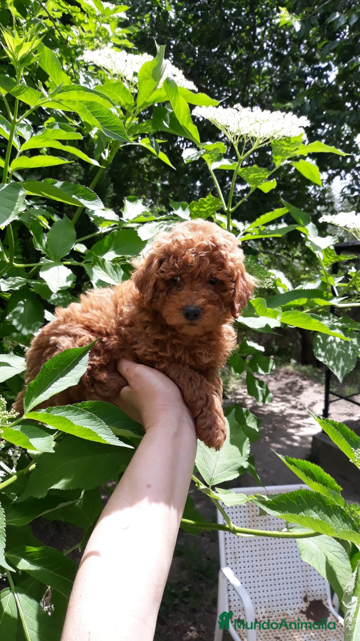 Caniche Toy perros Cachorros de caniche - Anuncio 11