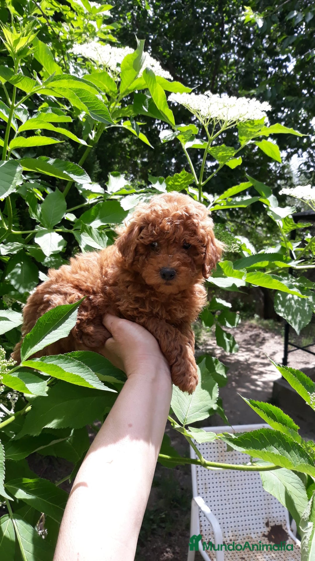 Caniche Toy perros en venta: Cachorros de caniche - Anuncio 1