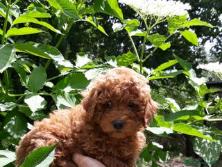 Caniche Toy perros Cachorros de caniche - Anuncio 15