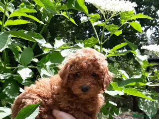 Caniche Toy perros Cachorros de caniche - Anuncio 7