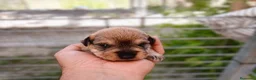 Schnauzer Miniatura perros en venta: Schnauzer cachorros  - Anuncio 7