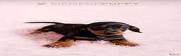 Teckel Miniatura perros en venta: TECKEL MINIATURA NEGRO FUEGO - Anuncio 1