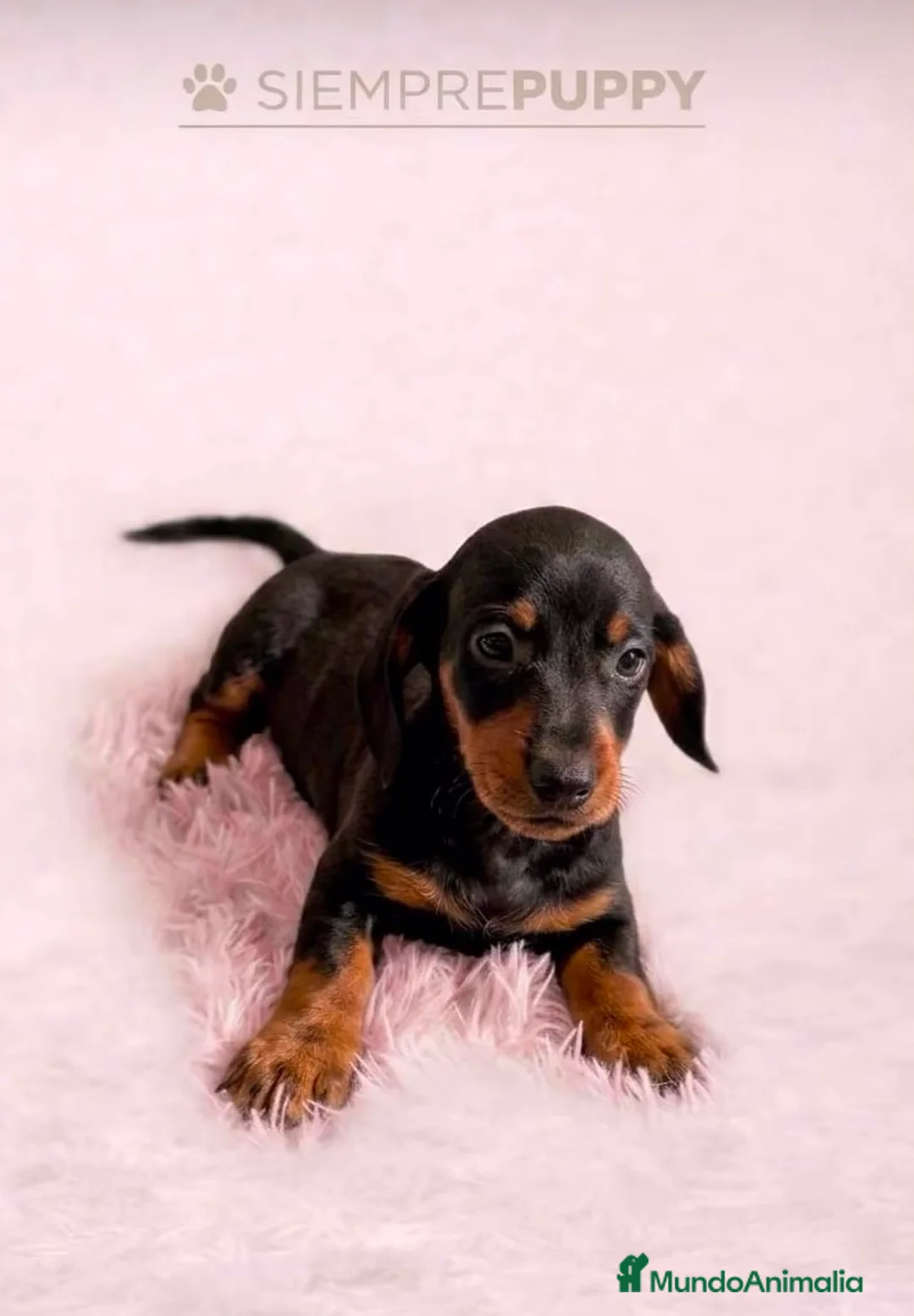 Teckel Miniatura perros en venta: TECKEL MINIATURA NEGRO FUEGO - Anuncio 1