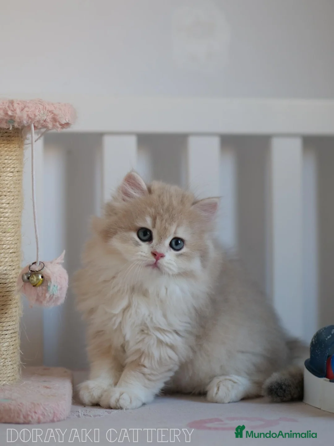 Británico de Pelo Largo gatos en venta: British Blue golden y Blue golden point - Anuncio 9