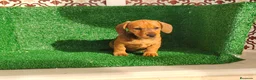 Teckel Miniatura perros en venta: Teckel miniatura  - Anuncio 8