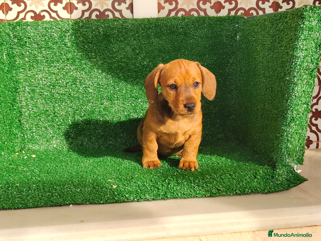 Teckel Miniatura perros en venta: Teckel miniatura  - Anuncio 8