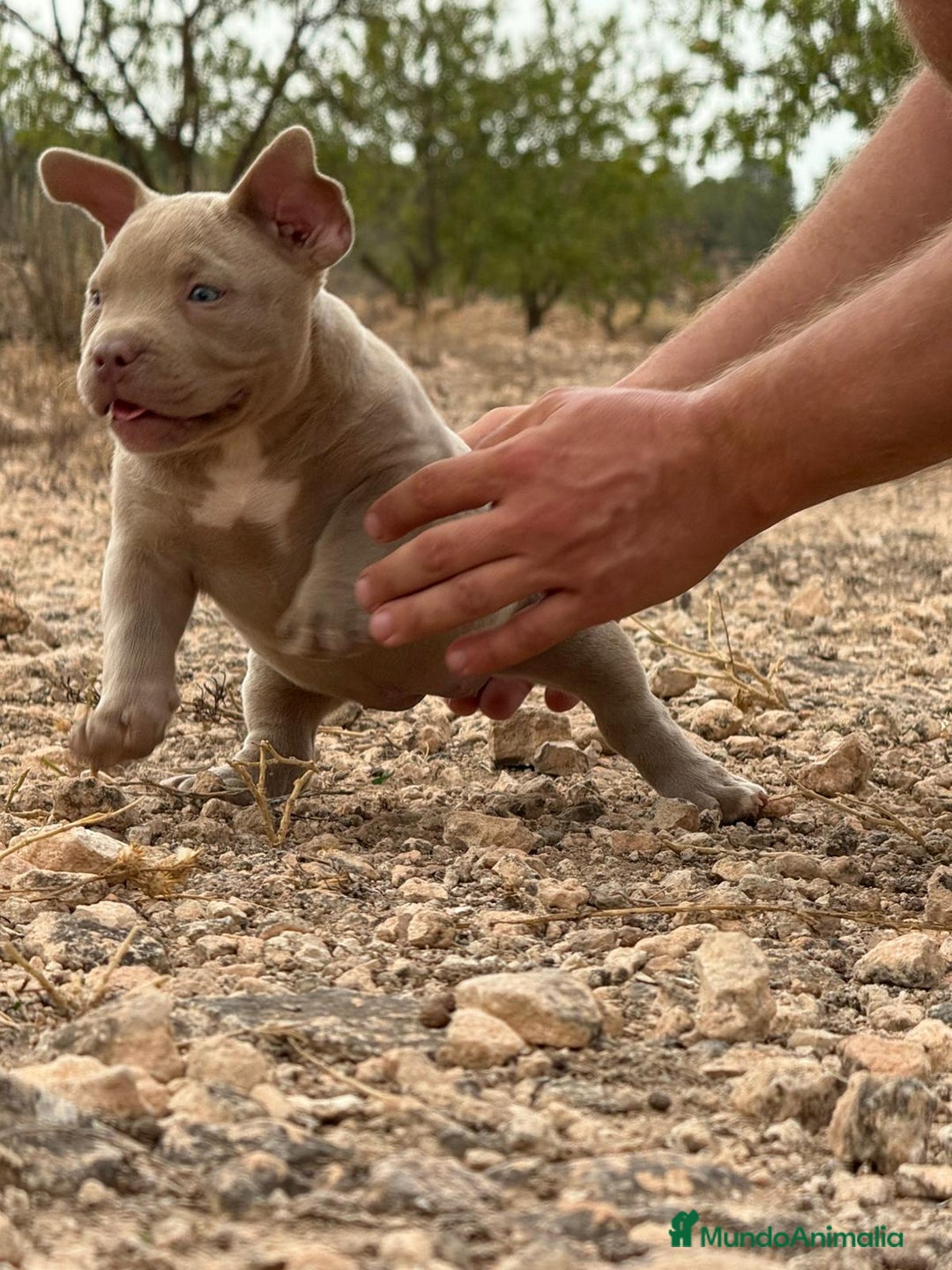 American Bully perros en venta: 💎🐾 CACHORROS AMERICAN BULLY – ¡LA MEJOR LÍNEA! - Imagen 9