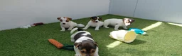 Jack Russell Terrier perros en venta: Jack Russell  - Anuncio 2
