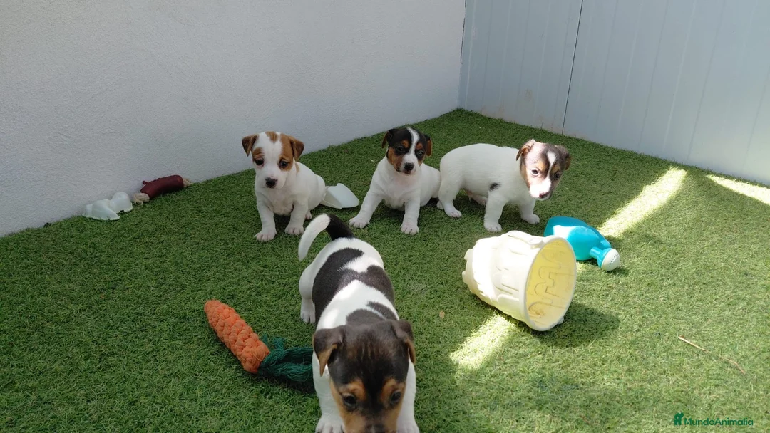 Jack Russell Terrier perros en venta: Jack Russell  - Anuncio 2