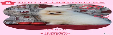 Pomerania Cachorro 3