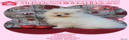 Pomerania perros en venta: PRECIOSO CACHORITO DE POMERANIA  - Anuncio 9