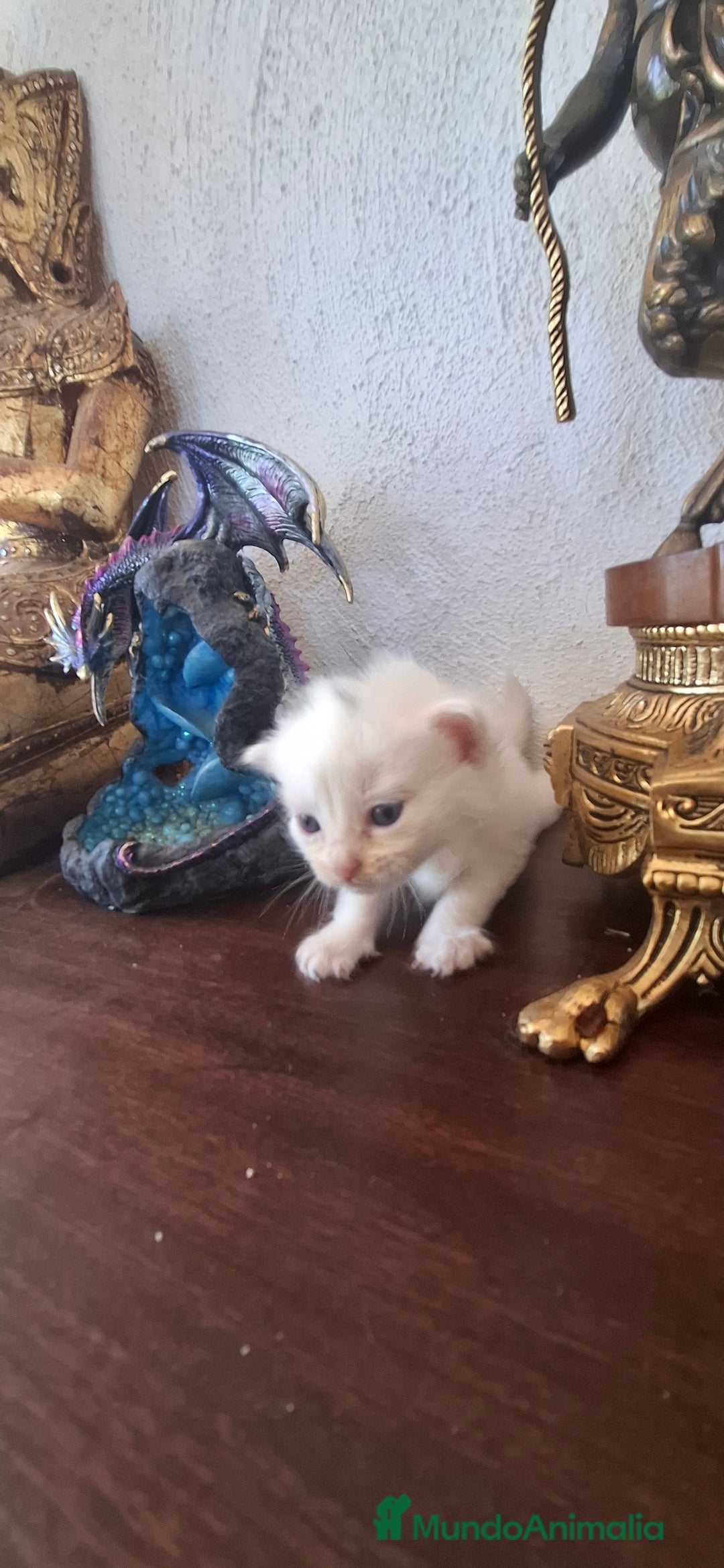 Europeo de Pelo Corto gatos en venta: Gatito blanco pelo semilargo - Imagen 4