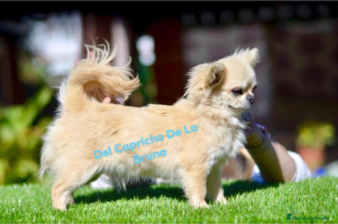 Chihuahua perros en venta: Chihuahua macho Rebaja  - Anuncio 2