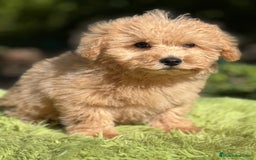 Maltipoo perros en venta: Maltipoo Apricot  - Imagen 5