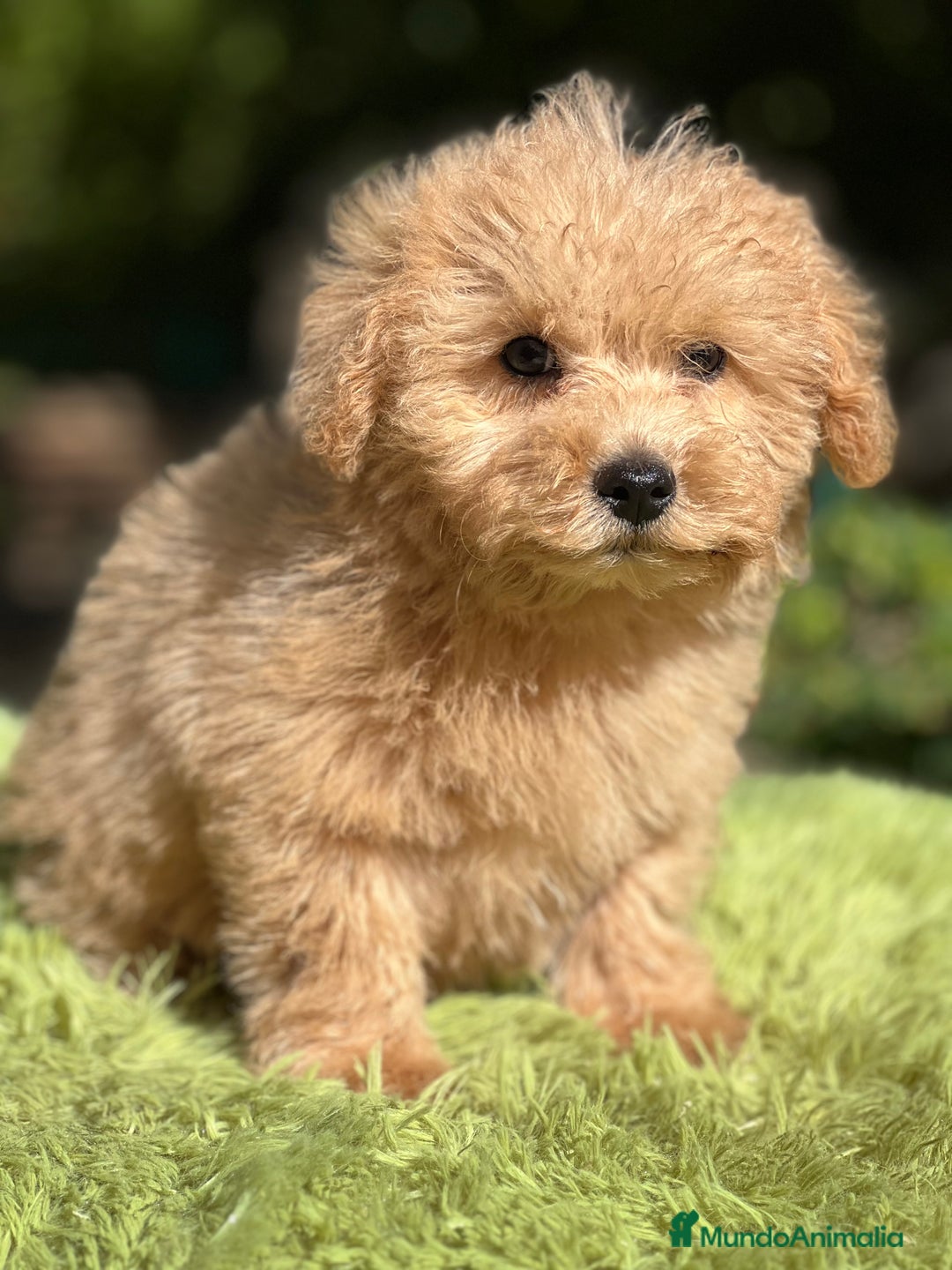 Maltipoo perros en venta: Maltipoo Apricot  - Imagen 5