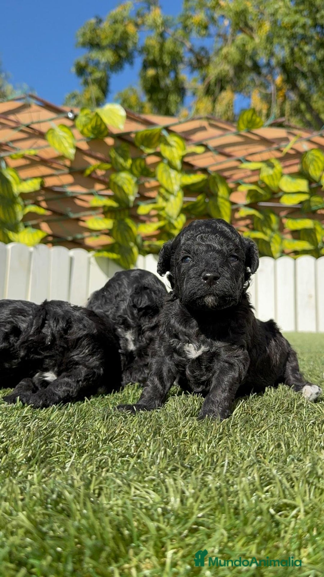 Caniche Toy perros en venta: CANICHE TOY - Imagen 16