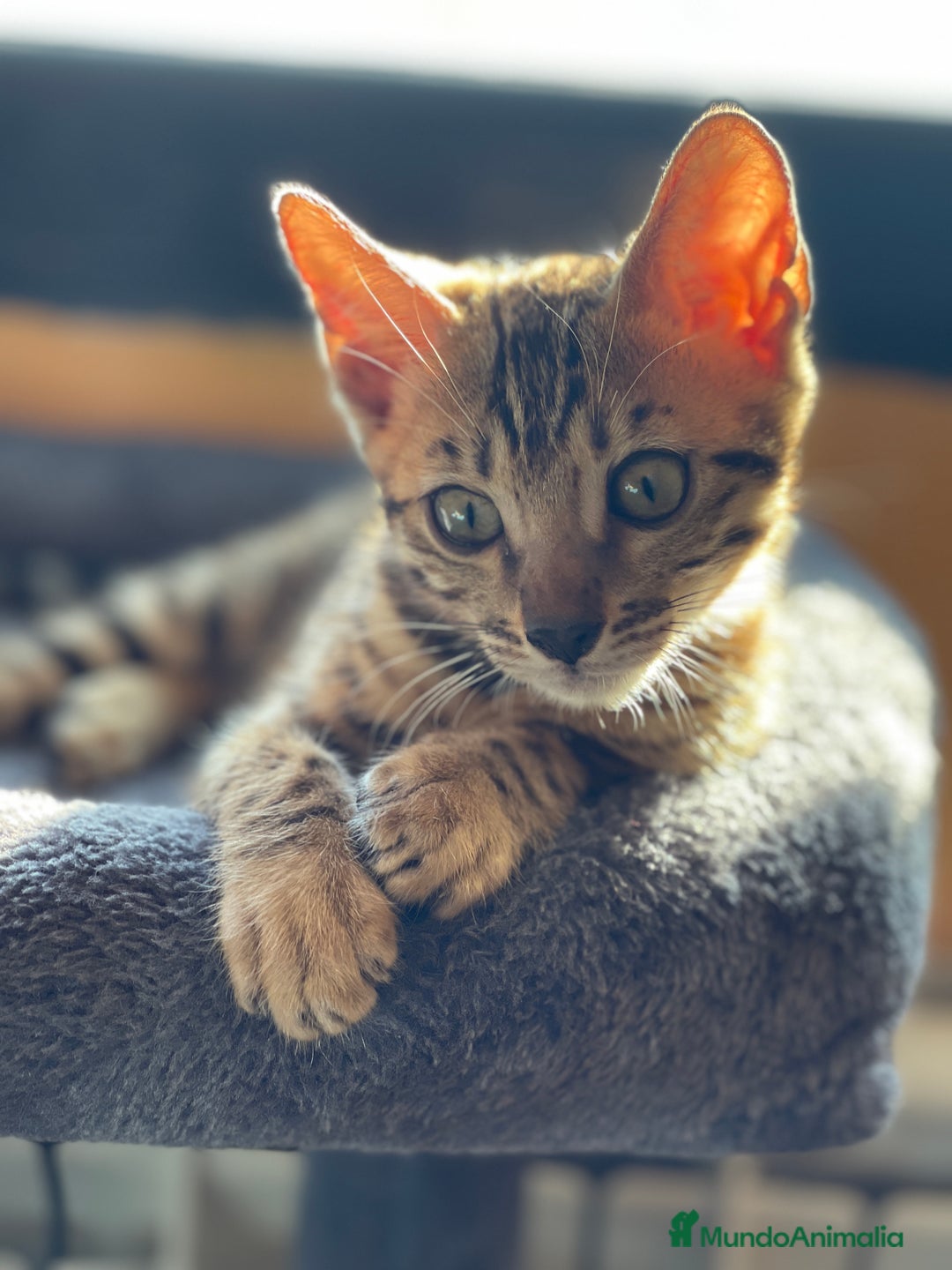 Bengalí gatos en venta: Hembra Bengalí - Anuncio 2