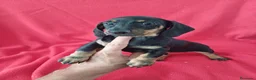 Teckel Miniatura perros en venta: Teckel Mini Negro y Fuego  - Anuncio 1