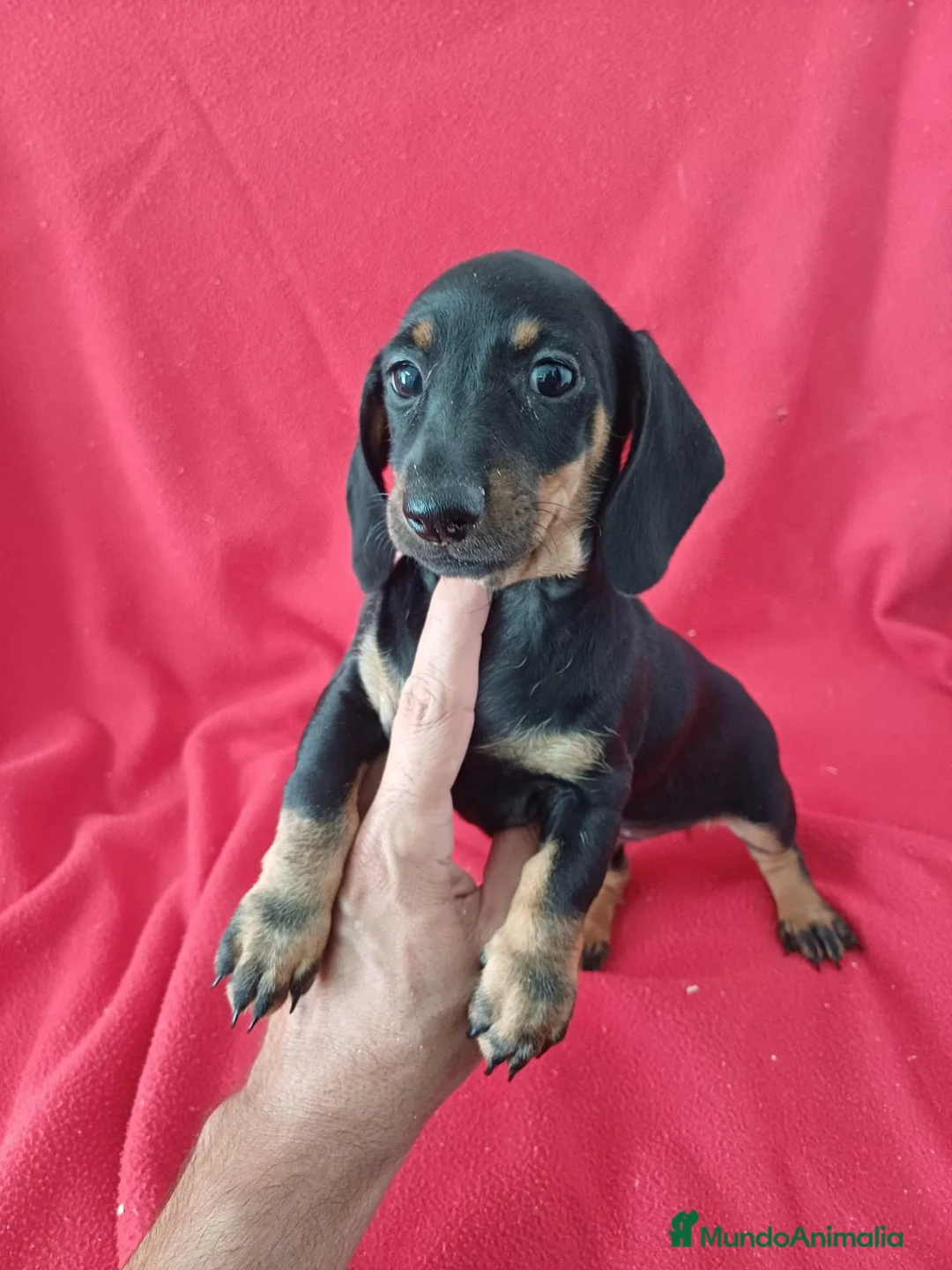 Teckel Miniatura perros en venta: Teckel Mini Negro y Fuego  - Anuncio 1