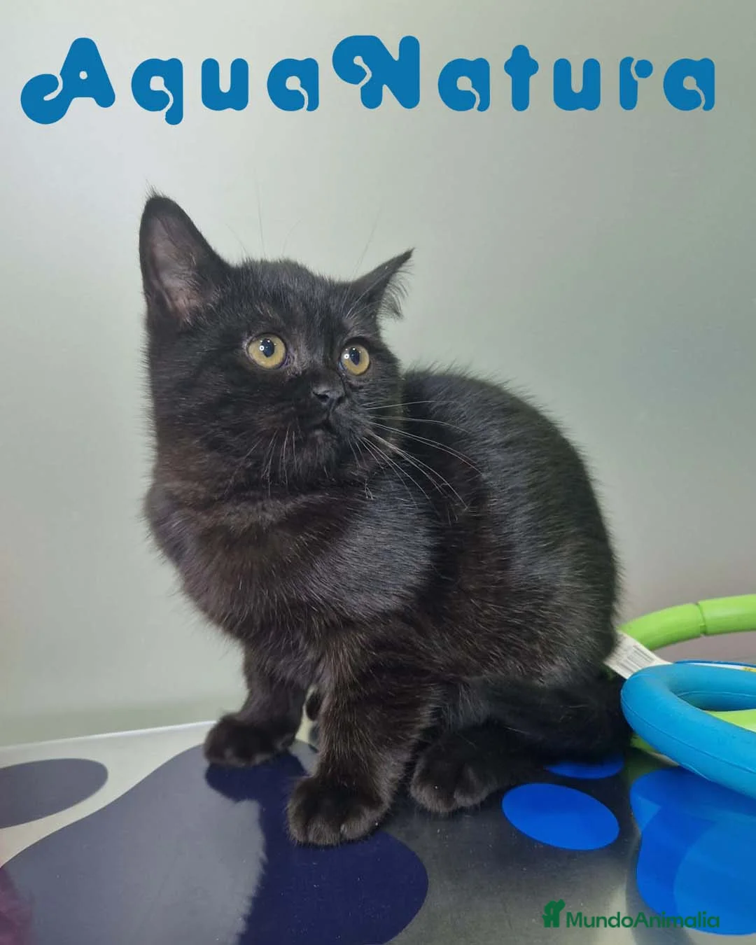 Británico de Pelo Corto gatos en venta: British Shorthair Macho 1739 AQUANATURA - Anuncio 9