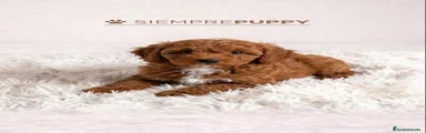 Caniche Enano 1