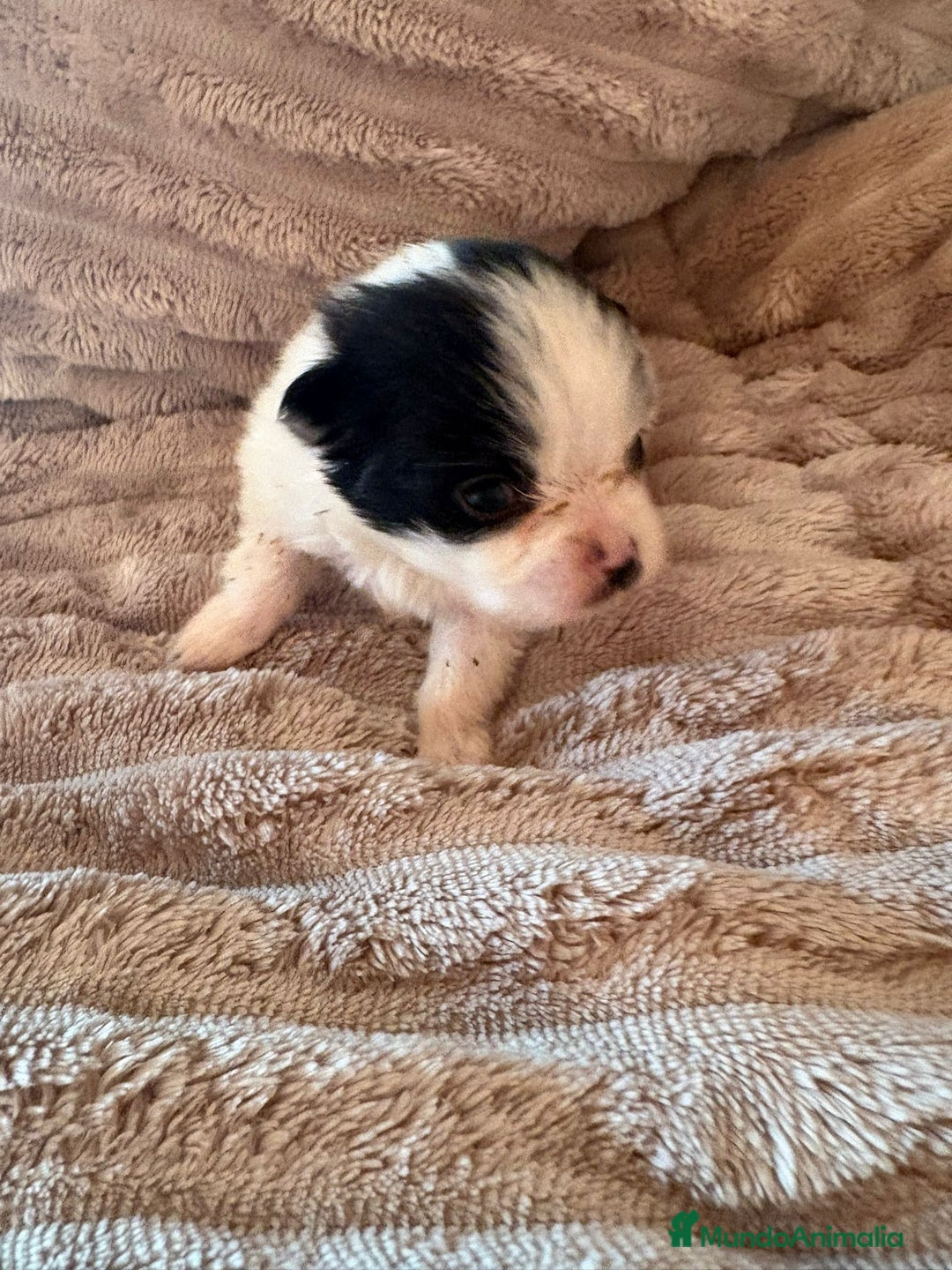 Pomerania perros en venta: Lulu Pomerania macho Party  Pele y Mele son papas  - Anuncio 7