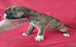 Boxer perros en venta: Bóxer  - Imagen 2