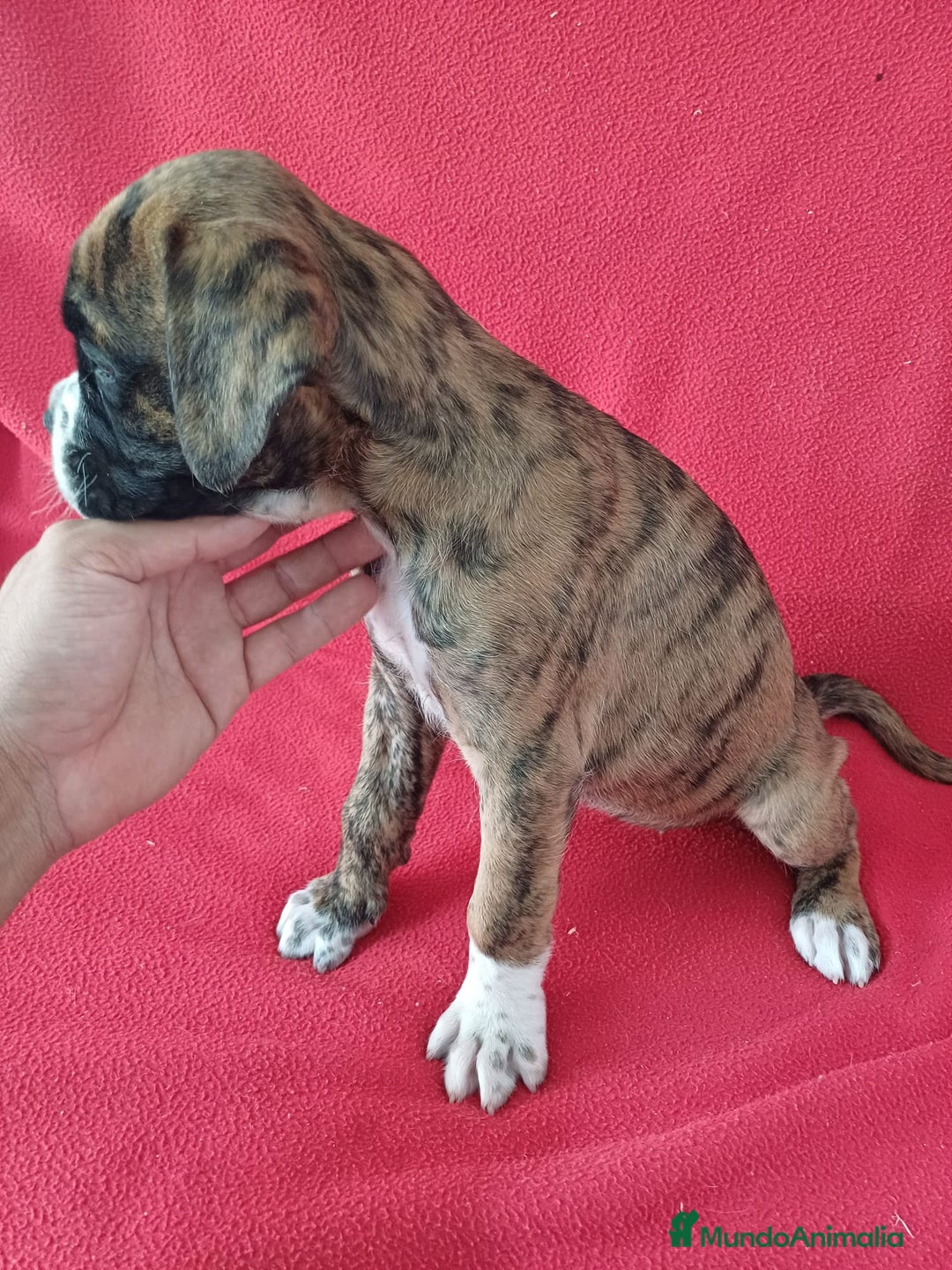 Boxer perros en venta: Bóxer  - Imagen 2